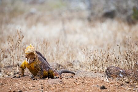 Iguana lizard on a rocky groundの写真素材