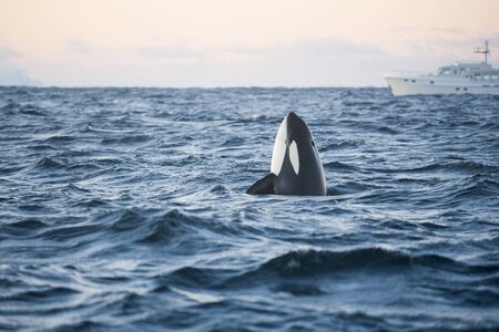 Orca Killer Whale Spy Hopの写真素材