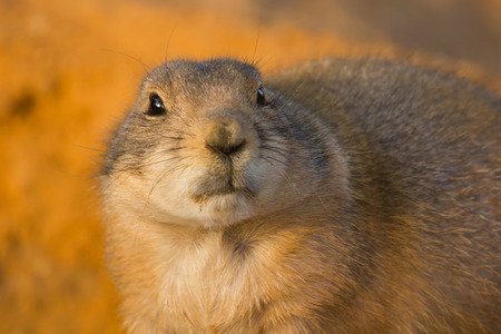 Prairie dog, dramatic look, on orange sand.