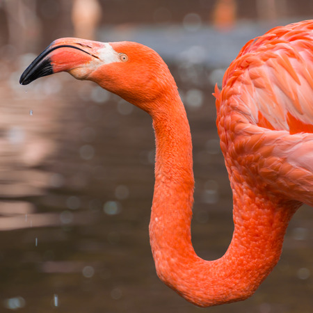 Flamingo, nice vibrant orange feathers, in its own habitat.の写真素材