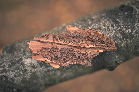 A pice of bark from a tree infected with a bark beetle.