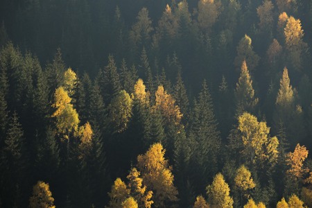 Autumn forest scene. Green and yellow trees contrasting on a hill side.の写真素材