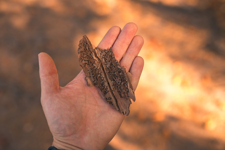 A pice of bark from a tree infected with a bark beetle in hand for scale.の写真素材