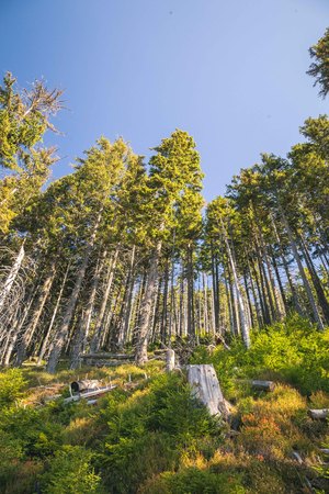 Many young trees grow in the forest park. The concept of forest conservation.の写真素材