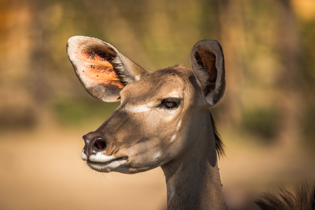 Portrait of a Kudu antelope Tragelaphus strepsiceros, South Africaの写真素材