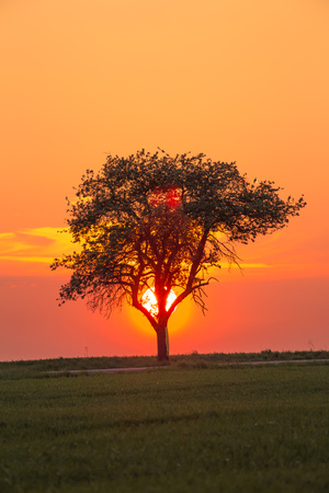Alone tree on meadow at sunset with sun behind the treeの写真素材