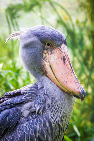The Shoebill Balaeniceps rex also known as whalehead or shoe-billed stork.の写真素材