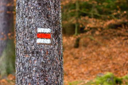 Red trail marking on tree in Czech Republic for tourist, hiker and trekker.の写真素材