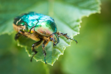 Cetonia aurata, called the rose chafer or the green rose chafer. A beetle on a green leaf.の写真素材