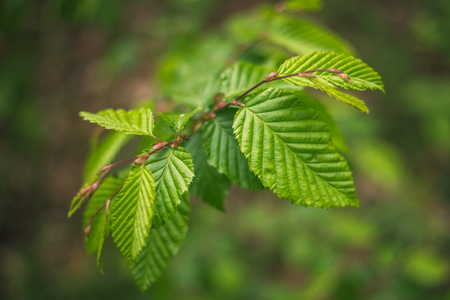 Beech, Fagus sylvatica asplenifolia, details and texture of leaves with natural backgroundの写真素材