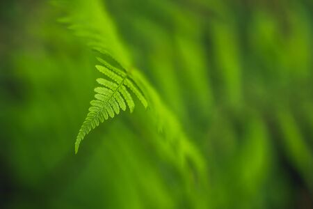 Green fern leaf detail on soft background. Forest plant Dryopteris filix-mas macro view. Selective...