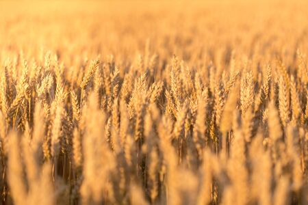 Wheat field. Ears of golden wheat close up. Beautiful Nature Sunset Landscape. Rural Scenery under...