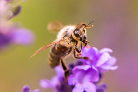 Pollination with bee and lavender during sunshine, sunny lavender
