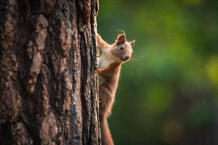Curious red squirrel in the Autumn parkの写真素材