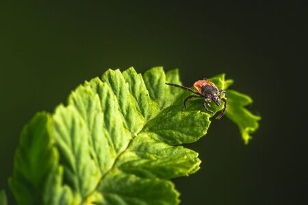 Female of the tick sitting on a leaf, green background. A common European parasite attacking also humans.の写真素材