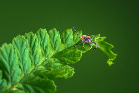 Female of the tick sitting on a leaf, green background. A common European parasite attacking also humans.の写真素材