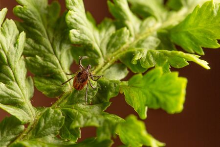 Female of the tick sitting on a leaf, brown background. A common European parasite attacking also...