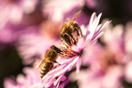 Two bees sitting on Starburst Ice Plant, Delosperma floribunda, in garden. Purple flower.の写真素材