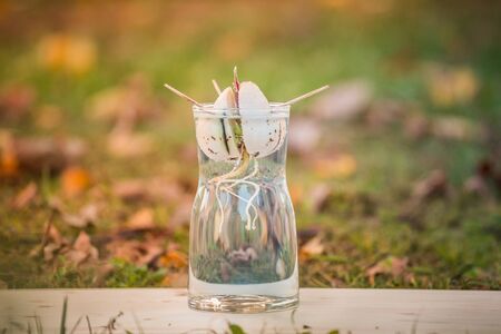 Avocado sprout grows from the seed in a glass of water. A living plant with leaves, the beginning of...