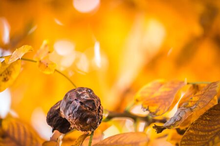 Old brown or black walnuts, on branch of tree with yellow orange leaves close-up with rays of bright...