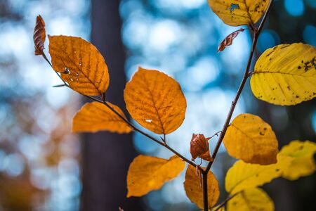 Close up image of orange autumn leaves at soft golden light.の写真素材