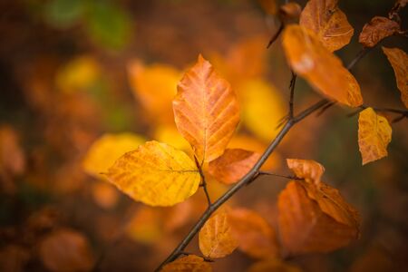 Fall, autumn, leaves background. A tree branch with autumn leaves of a beech on a blurred...