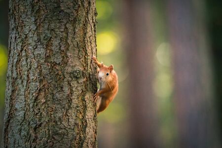 Portrait of squirrel on the tree trunk. Wildlife Concepts. Photography of wild animal playing with photographer and posing. Natural light. Stepanka par, Mlada Boleslav, Czech republic.の写真素材