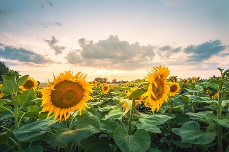 Sunflower fields in warm evening light