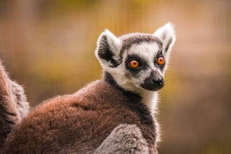 Close up of a ring-tailed lemur, Madagascarの写真素材