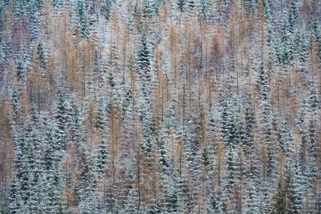 Texture of strees covered with snow on a side of a a hill - winter scene