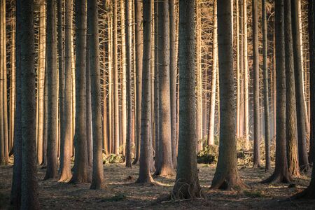 Calming dark forest scene with dark and creepy looking trees, sun glowing from side.