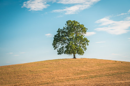 Solitary Tree in Field of Wheat and Barley in Summer Landscape under Blue Skyの写真素材
