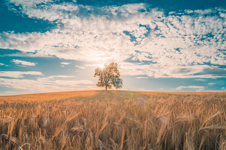 Solitary Tree in Field of Wheat and Barley in Summer Landscape under Blue Skyの写真素材