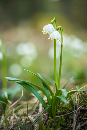 Leucojum vernum, called spring snowflake, in the spring forest. Beautiful carpet of flowering spring snowflake. Spring concept.の写真素材