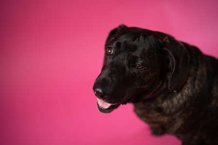 Adorable brown dachshund dog portrait in pink studioの写真素材