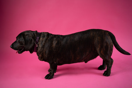 Male brown dachshund dog standing in pink studioの写真素材