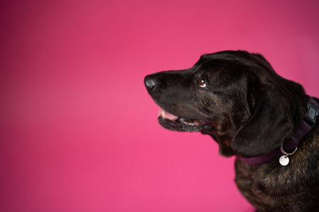 Profile of cute brown dachshund dog in pink studioの写真素材