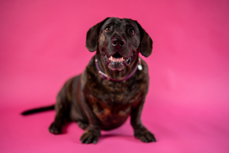 Intelligent attentive brown dachshund dog sitting in pink studioの写真素材
