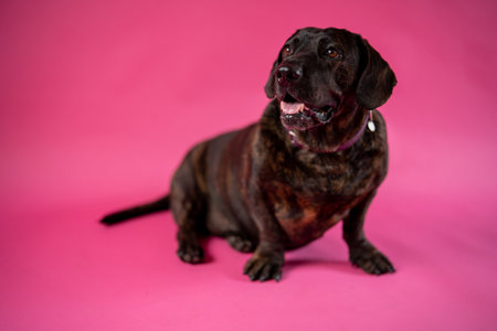 Friendly brown dachshund dog sitting in pink studioの写真素材
