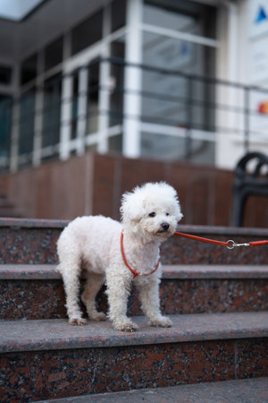 White Bichon Frise dog standing on steps outside a city buildingの写真素材