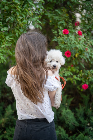 Unrecognizable brunette holding a cute white poodle in cityの写真素材