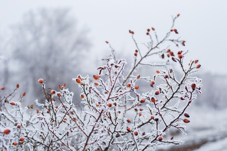 red berries under snow on a treeの写真素材