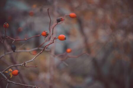 briar in close autumn no leafsの写真素材