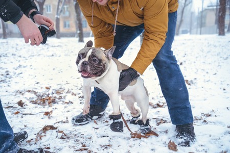 French Bulldog dog playingin the winter with man in the parkの写真素材