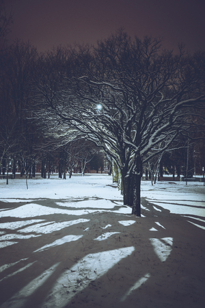 shadow in nigth parkの写真素材