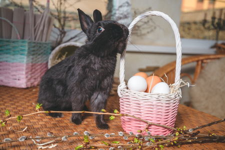 rebbit smelling basket with eggsの写真素材