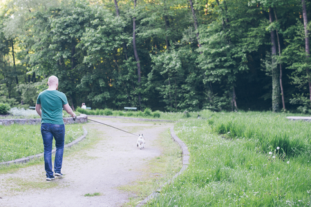 French Bulldog walking in the park on a leash.の写真素材