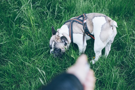 hand with leash lead french bulldogの写真素材