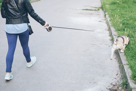 hand with leash lead french bulldogの写真素材
