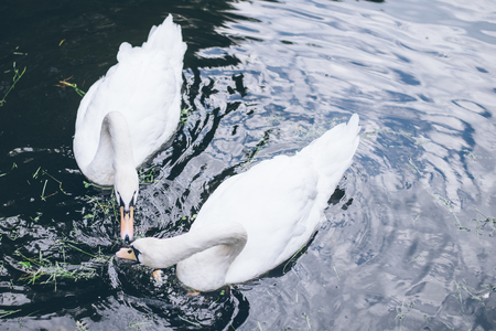 two beautiful swan in lakeの写真素材